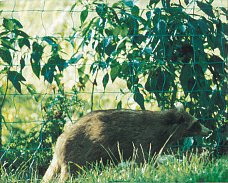 Countryside electric netting protecting from raccoons