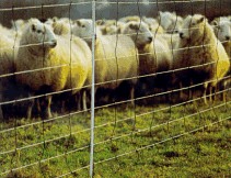 Universal electric Net with sheep