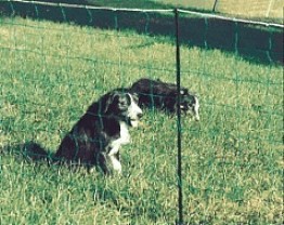 dog pen using green Countryside electric net