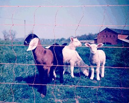 Electric Net fence for Goats & Sheep