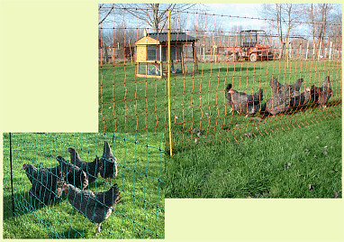 UK COUNTRY STORE - ELECTRIC FENCING | POULTRY NETTING