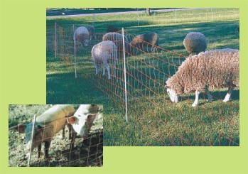Standard 42" electric netting with sheep