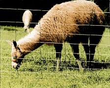 Llama behind Universal Electric Net